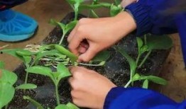 爆料西瓜嫁接方法视频大全,轻松掌握嫁接秘籍