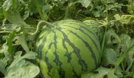 爆料西瓜嫁接方法视频大全,轻松掌握嫁接秘籍