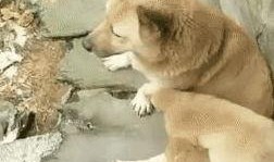 狗崽爆料视频大全最新章节,揭秘最新章节背后的惊人真相