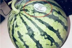 qq吃网红瓜,QQ吃瓜群众如何捕捉热门事件