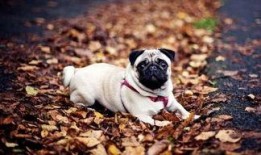 巴哥策划爆料视频,揭秘幕后精彩瞬间