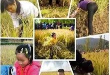 谷子爆料小石头视频,小石头视频揭秘幕后真相