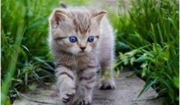 娱乐吃瓜酱猫糊糊,揭秘“酱猫糊糊”背后的故事